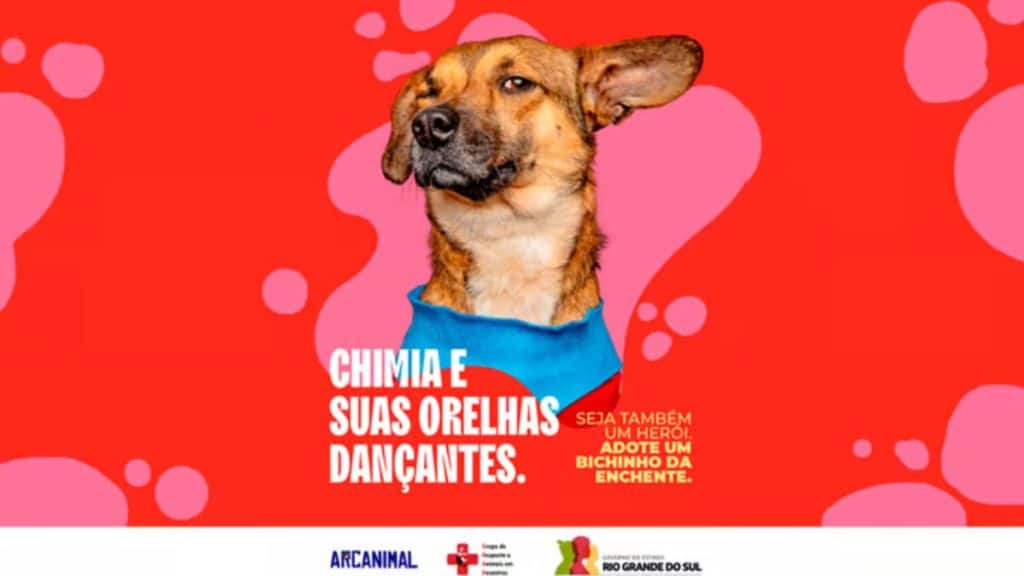 Imagem da campanha para incentivar a adoção de animais vítimas da enchente do Rio Grande do Sul.