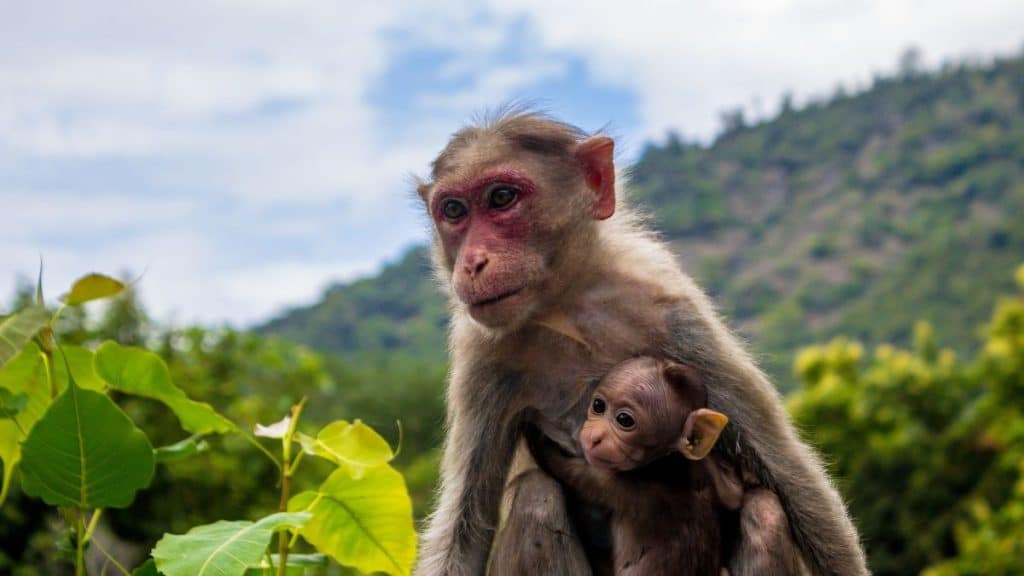 Macaco com filhote representando o amor materno, uma das emoções humanas.