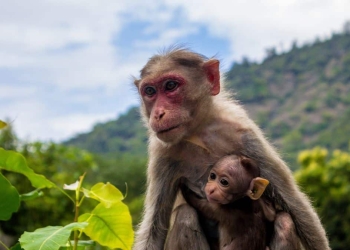 Macaco com filhote representando o amor materno, uma das emoções humanas.