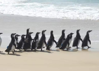 Imagem dos pinguins sendo soltos na praia de Moçambique.