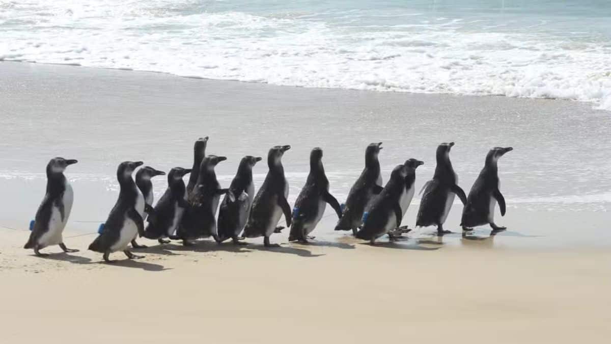 Imagem dos pinguins sendo soltos na praia de Moçambique.