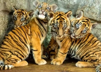 Imagem de 4 tigres de Sumatra filhotes.