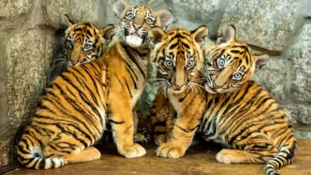 Imagem de 4 tigres de Sumatra filhotes.