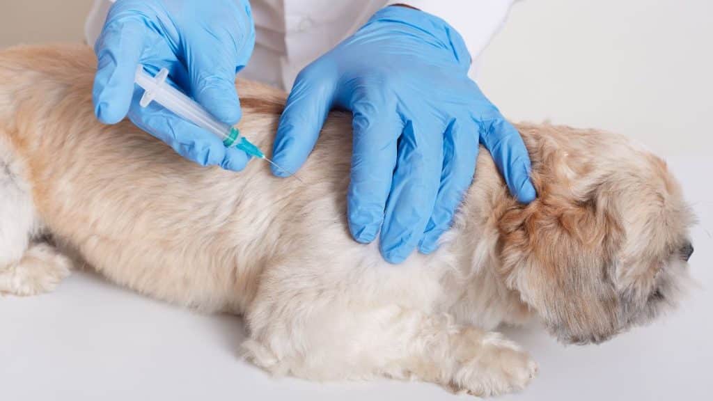 Cachorro de pequeno porte e branco sendo vacinado.