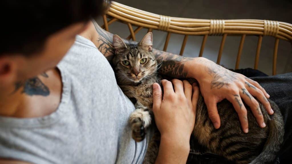 Gato recebendo carinho, deitado no colo de um humano.