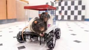 Dois ratos em um carro miniatura usado para experimentos científicos.