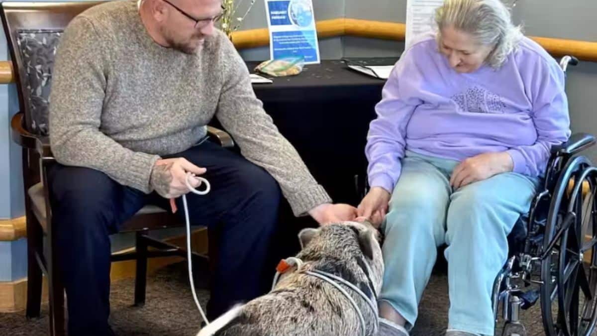 Tutor e idosa do lar para idosos brincando e acariciando o porquinho Odin.