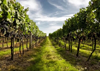 Parreiras de uvas em uma vinícola, alinhadas sob um céu aberto.