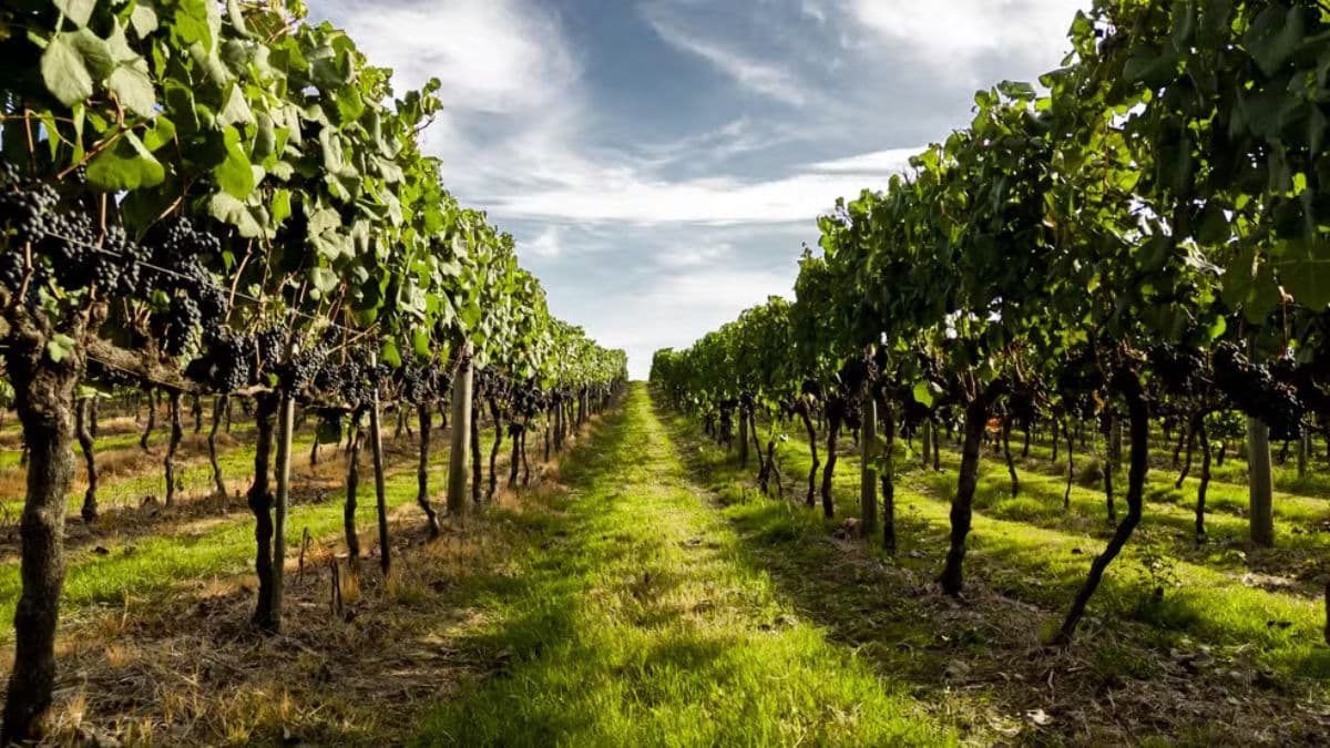 Parreiras de uvas em uma vinícola, alinhadas sob um céu aberto.