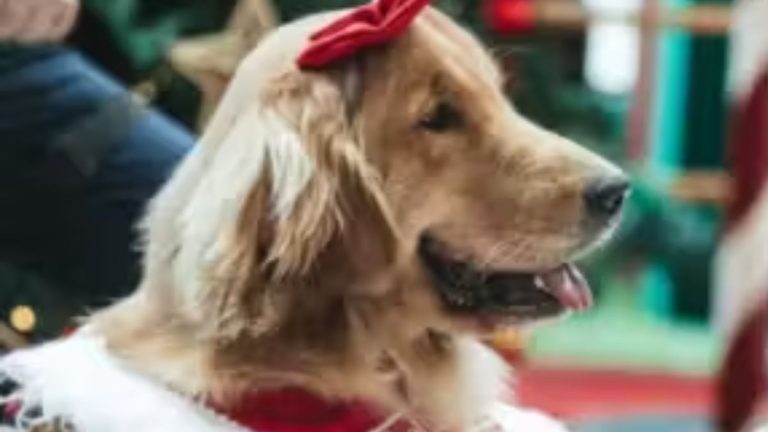 Golden Retrievers em Goiânia