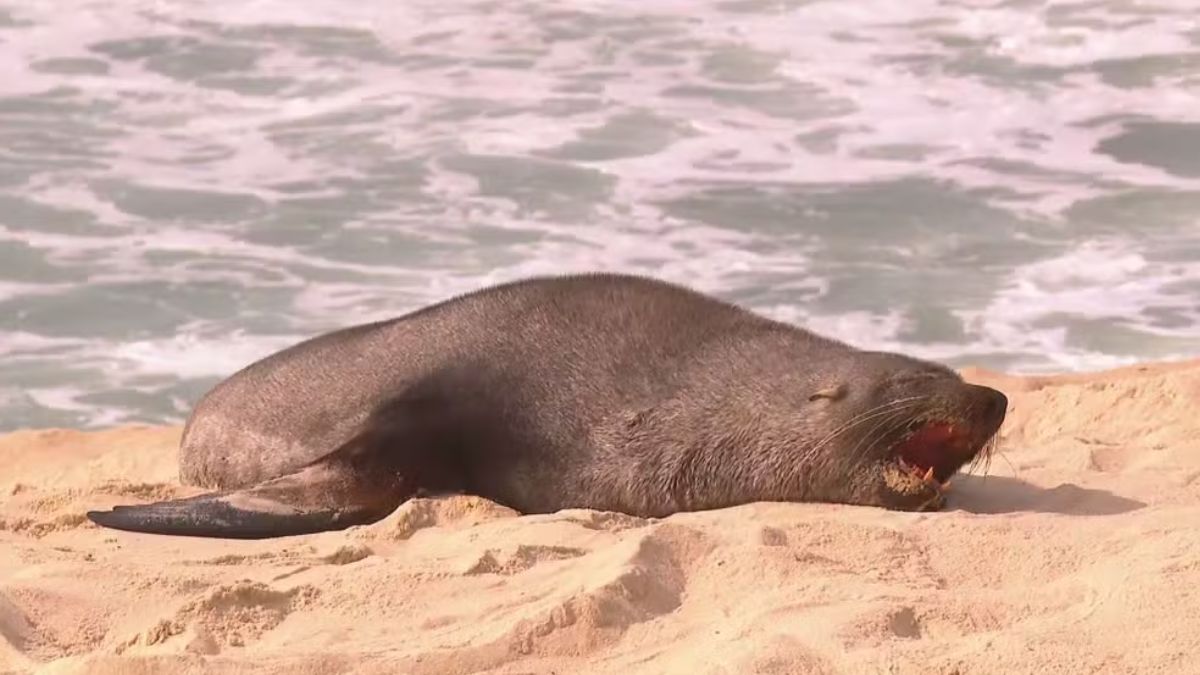 Lobo-marinho é visto em Ipanema