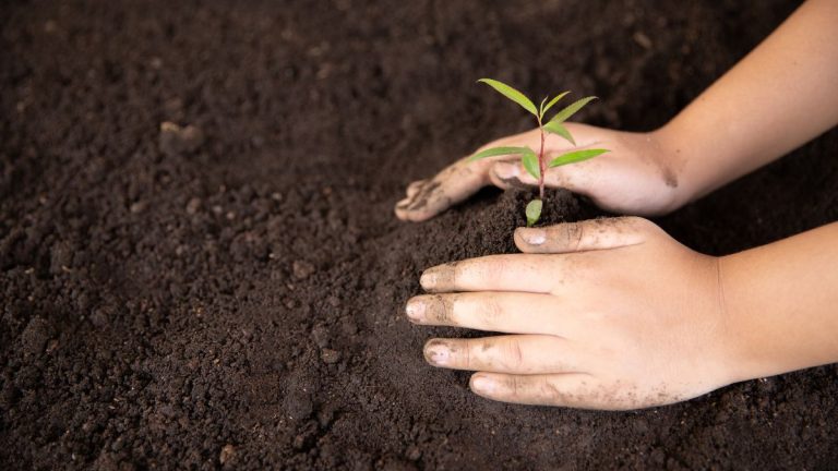 Plantar sementes no Réveillon