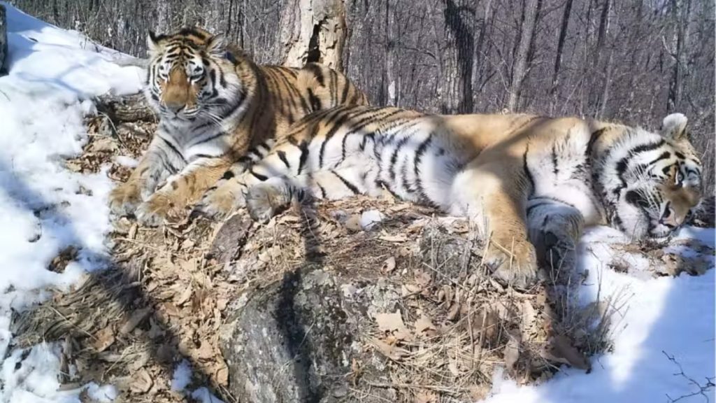 Tigres separados quando pequenos