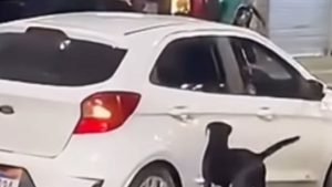 Cachorro jogado de carro no Rio