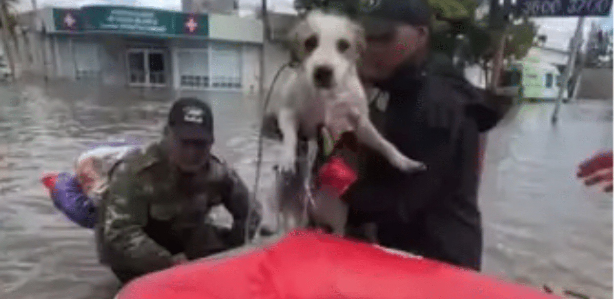 Voluntários realizam resgate de cachorro em meio à enchente em Bahía Blanca, ação de solidariedade durante desastres naturais na Argentina