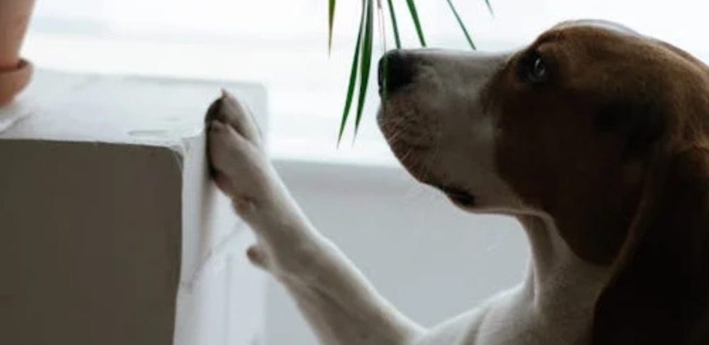 Cão de porte médio com patas apoiadas em uma superfície branca, olhando curioso para um objeto fora do quadro. Cena iluminada por luz natural