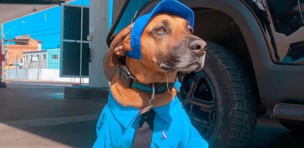 Imagem de um cachorro vestido como frentista, usando uma camisa azul, gravata preta e um boné combinando. O cão, apelidado de 'Frentiscão', está posicionado ao lado de um carro em um posto de gasolina, parecendo pronto para atender os clientes com estilo