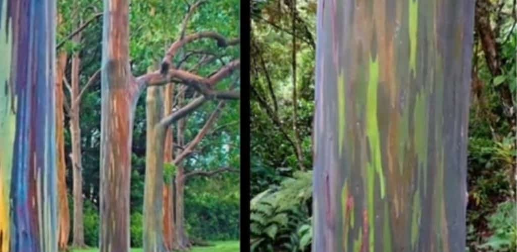 A imagem mostra árvores com troncos coloridos, que parecem ser eucaliptos arco-íris (Eucalyptus deglupta). Esses eucaliptos são conhecidos por sua casca multicolorida, que descasca em camadas ao longo do tempo, revelando tons vibrantes de verde, azul, roxo, laranja e marrom. Eles são encontrados principalmente em regiões tropicais como Filipinas, Indonésia e Papua-Nova Guiné. Se precisar de mais informações ou quiser alguma edição na imagem, me avise!