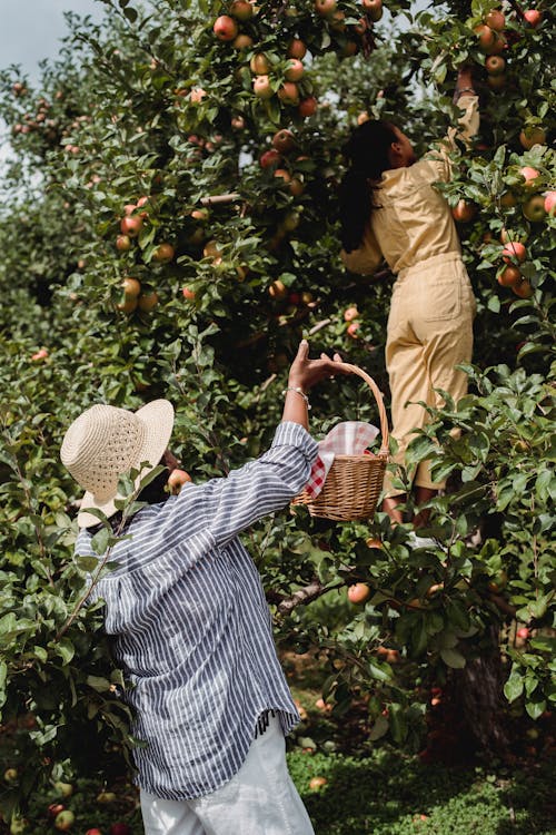 Duas mulheres colhem maçãs em uma plantação, representando o trabalho na agricultura familiar e a importância da produção rural sustentável.