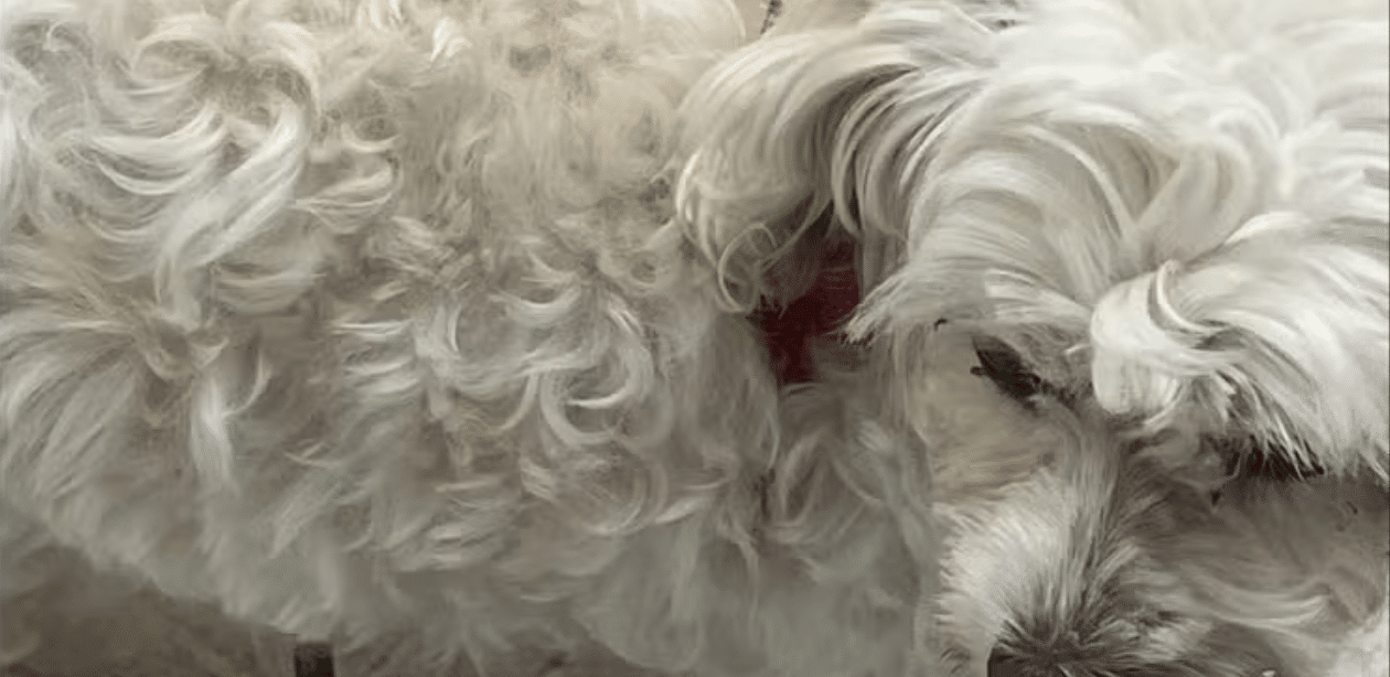 Cadela da raça maltês, com pelos brancos e encaracolados, que foi abandonada e depois resgatada em Santa Catarina