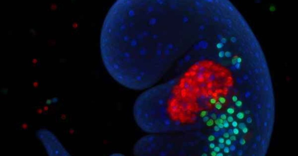 Formação do coração em 3D com células fluorescentes em embrião