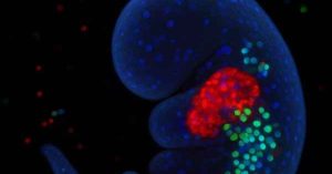 Formação do coração em 3D com células fluorescentes em embrião