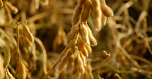 Aplicação de nutrição foliar em lavoura de soja durante período seco
