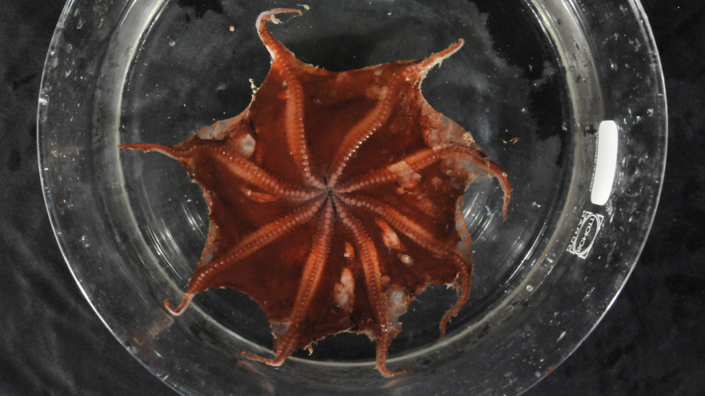 Polvo-flapjack de Carnarvon em habitat marinho profundo