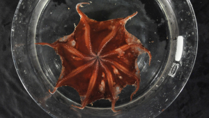 Polvo-flapjack de Carnarvon em habitat marinho profundo