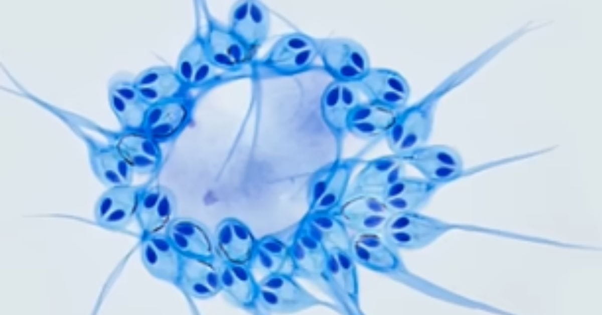 Animal que vive sem oxigênio visto ao microscópio, destacando sua estrutura celular única e adaptada à ausência de oxigênio