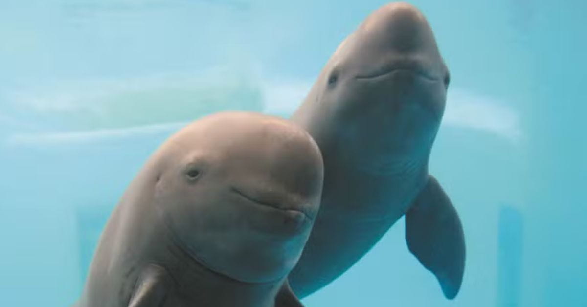 Dois boto-do-yangtze nadam juntos em água cristalina, símbolo dos esforços de conservação da espécie na China