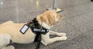 Cão de serviço com colete de identificação em aeroporto