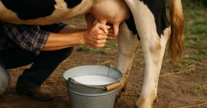Pessoa ordenha vaca e enche balde com leite fresco no campo