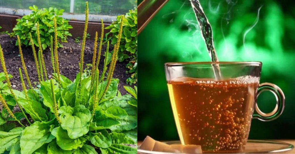 Chá de tanchagem preparado a partir da planta medicinal cultivada