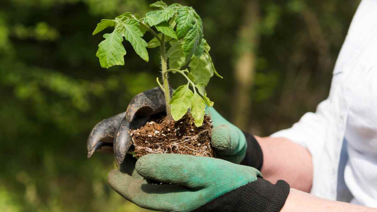 Voluntários realizam mutirão no Junho Ambiental 2025