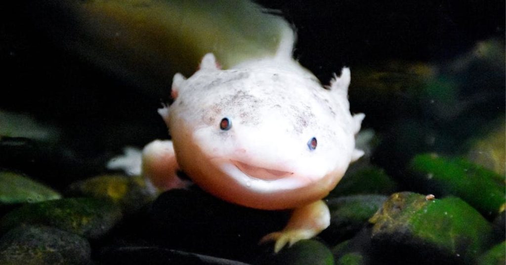 Axolote com expressão simpática em aquário, espécie estudada por sua habilidade de regeneração de membros