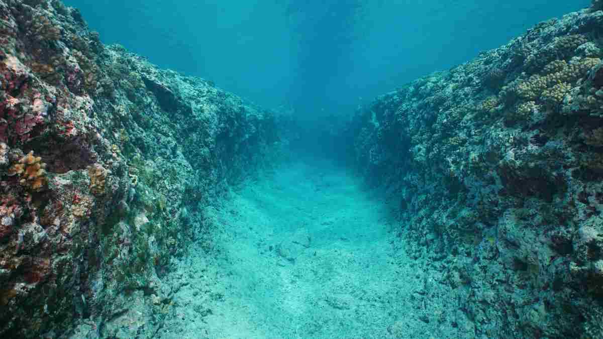 Investimento em ecossistemas marinhos protege corais e promove sustentabilidade