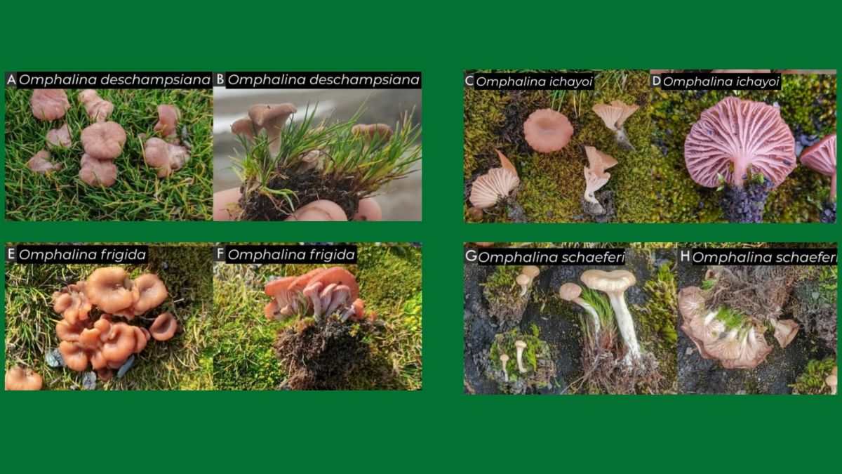 Pesquisadores descobrem cogumelos na Antártica em campos de musgo.