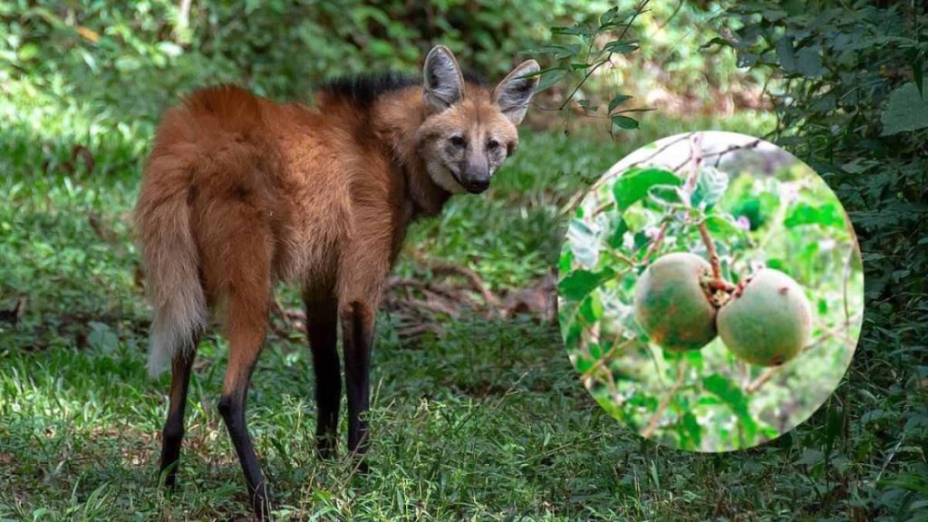 Fruta que combate o câncer de bexiga, a lobeira, ao lado de lobo-guará no Cerrado brasileiro.