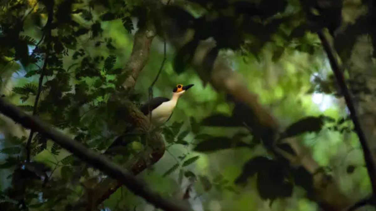 Ave em floresta tropical no Parque Nacional Cavernas do Peruaçu, novo local onde a UNESCO reconhece novos patrimônios