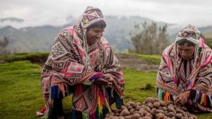 Potato Park no Peru