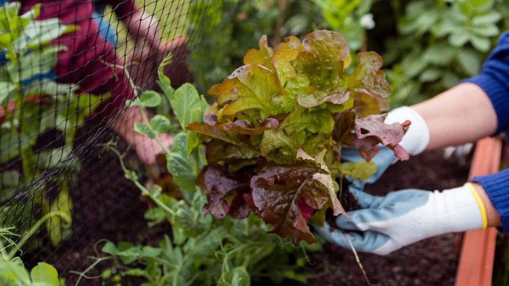 Cultivo de alface em uma horta caseira, com destaque para mãos com luvas manuseando a planta em meio a outras hortaliças — exemplo inspirador do uso de sementes para horta caseira em pequenos espaços.