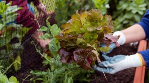 Cultivo de alface em uma horta caseira, com destaque para mãos com luvas manuseando a planta em meio a outras hortaliças — exemplo inspirador do uso de sementes para horta caseira em pequenos espaços.