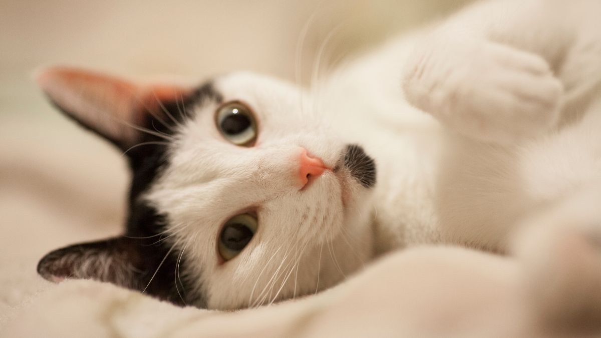 Dia Internacional do Gato