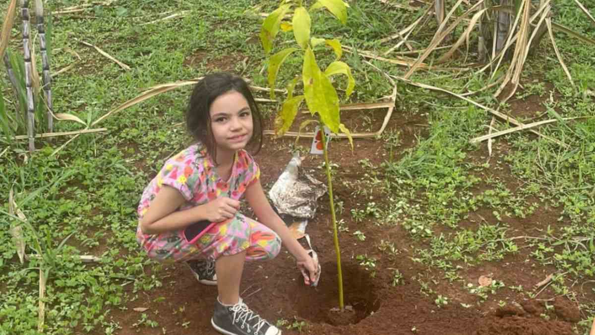 arborização urbana em Minas Gerais