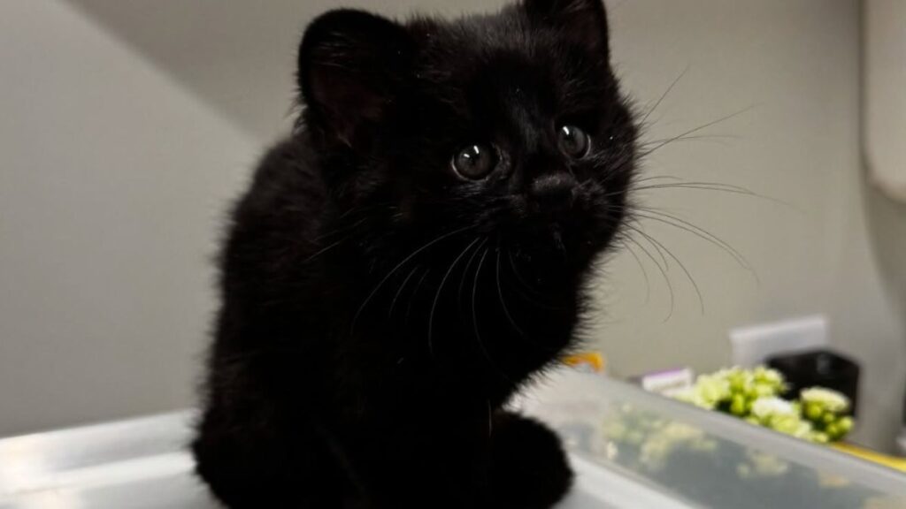 gato-do-mato-pequeno Filhote de gato-do-mato-pequeno melânico com pelagem escura, resgatado em Santa Catarina.