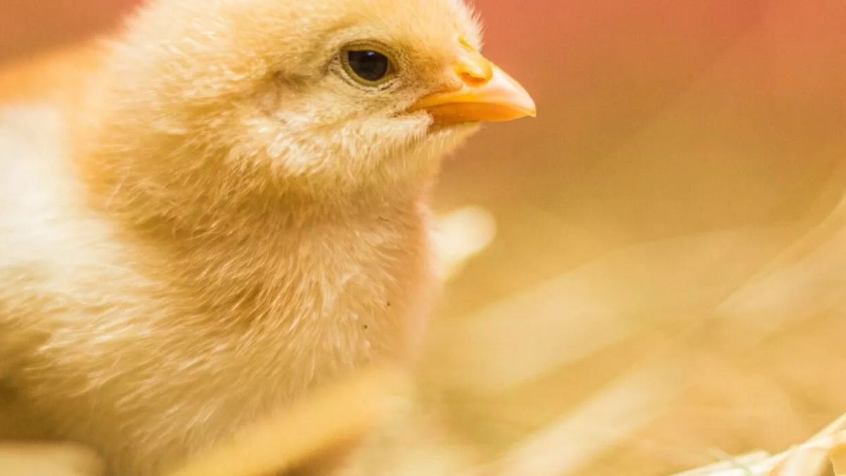 luta pelo fim do especismo