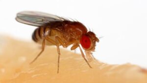 Drosophila melanogaster, a mosca do Nobel usada em pesquisas biomédicas