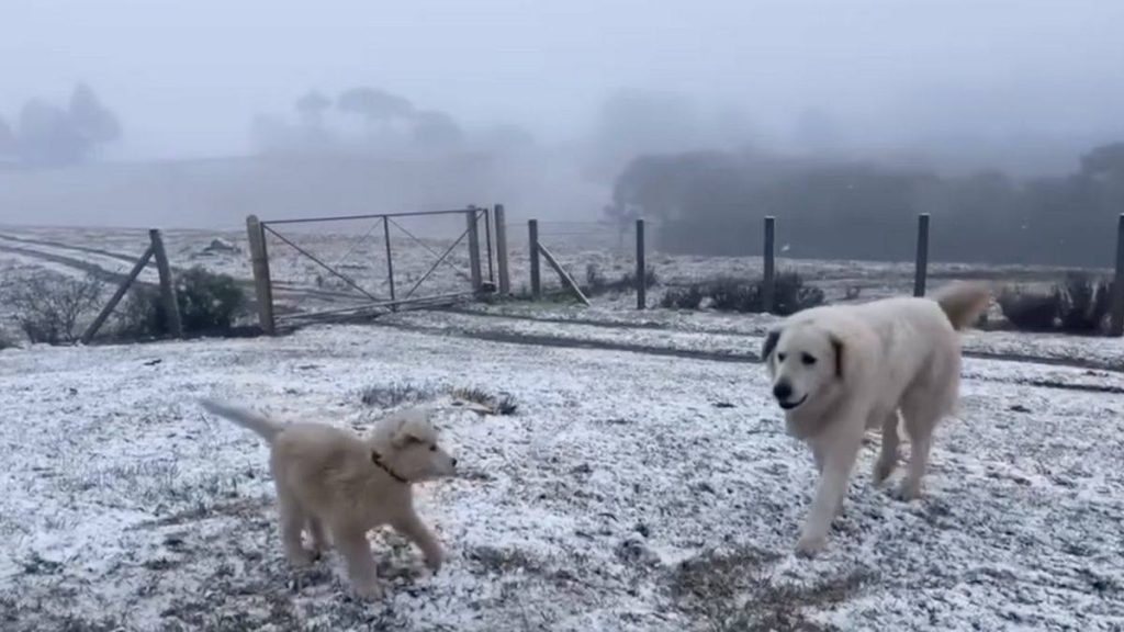 Dois cães brincando em um campo coberto de branco durante a neve no Sul, com cercas e árvores ao fundo em um dia gelado.