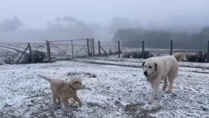 Dois cães brincando em um campo coberto de branco durante a neve no Sul, com cercas e árvores ao fundo em um dia gelado.